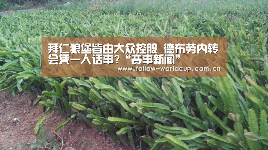 拜仁狼堡皆由大众控股 德布劳内转会凭一人话事?“赛事新闻”(图1) 实时比分